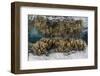 Soft Leather Corals Grow in the Shallow Waters in the Solomon Islands-Stocktrek Images-Framed Photographic Print