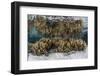 Soft Leather Corals Grow in the Shallow Waters in the Solomon Islands-Stocktrek Images-Framed Photographic Print