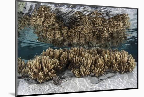 Soft Leather Corals Grow in the Shallow Waters in the Solomon Islands-Stocktrek Images-Mounted Photographic Print