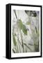 Soft Leaves 2-Dianne Poinski-Framed Stretched Canvas