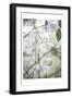 Soft Leaves I-Dianne Poinski-Framed Art Print