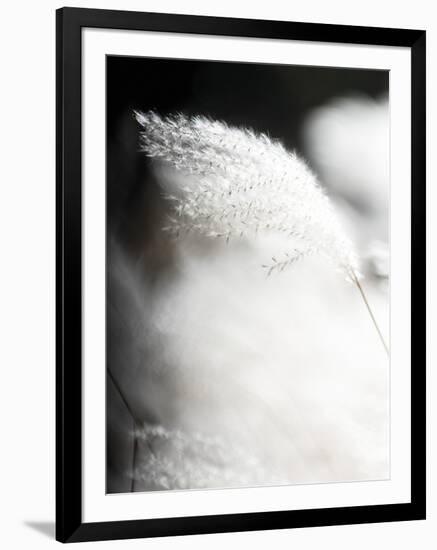 Soft Light - Drift-Chris Dunker-Framed Giclee Print