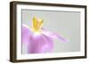 Soft morning stratch ll-Heidi Westum-Framed Photographic Print