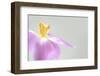 Soft morning stratch ll-Heidi Westum-Framed Photographic Print