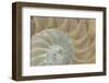 Soft Nautilus-Sparx Studio-Framed Art Print