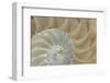 Soft Nautilus-Sparx Studio-Framed Art Print