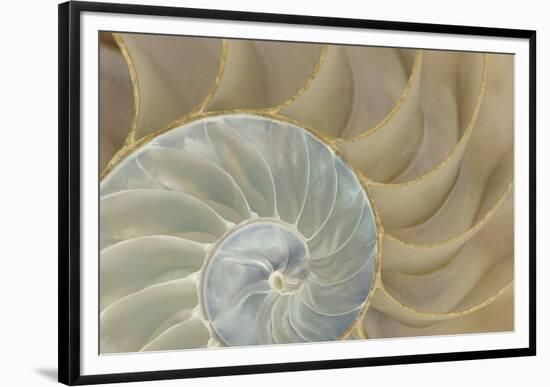 Soft Nautilus-Sparx Studio-Framed Giclee Print