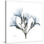 Soft Oleander-Albert Koetsier-Stretched Canvas