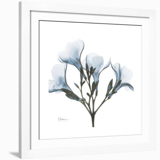 Soft Oleander-Albert Koetsier-Framed Premium Giclee Print
