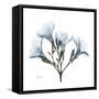 Soft Oleander-Albert Koetsier-Framed Stretched Canvas