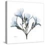Soft Oleander-Albert Koetsier-Stretched Canvas