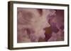 Soft Petals I-Rita Crane-Framed Photographic Print