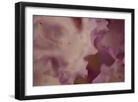 Soft Petals I-Rita Crane-Framed Photographic Print