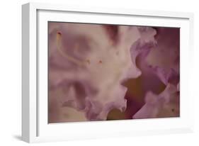 Soft Petals I-Rita Crane-Framed Photographic Print