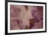 Soft Petals I-Rita Crane-Framed Photographic Print