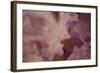 Soft Petals I-Rita Crane-Framed Photographic Print