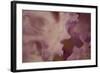 Soft Petals I-Rita Crane-Framed Photographic Print