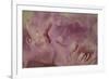 Soft Petals II-Rita Crane-Framed Photographic Print