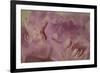 Soft Petals II-Rita Crane-Framed Photographic Print