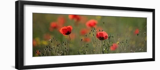 Soft Petals-Shelley Lake-Framed Photographic Print