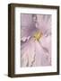 Soft Pink Hibiscus-Jim Engelbrecht-Framed Photographic Print