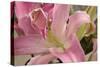 Soft Pink Lily I-Maureen Love-Stretched Canvas