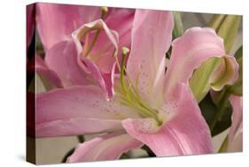 Soft Pink Lily I-Maureen Love-Stretched Canvas