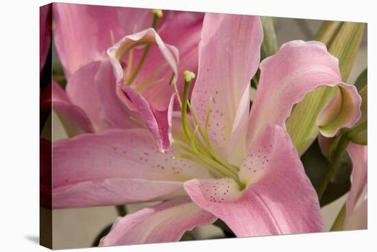 Soft Pink Lily I-Maureen Love-Stretched Canvas