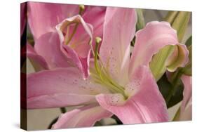 Soft Pink Lily I-Maureen Love-Stretched Canvas