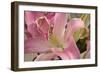 Soft Pink Lily I-Maureen Love-Framed Photographic Print