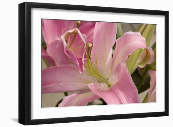 Soft Pink Lily I-Maureen Love-Framed Photographic Print