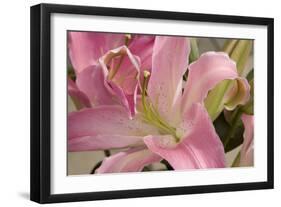 Soft Pink Lily I-Maureen Love-Framed Photographic Print