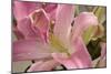 Soft Pink Lily I-Maureen Love-Mounted Photographic Print