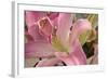 Soft Pink Lily I-Maureen Love-Framed Photographic Print