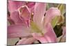 Soft Pink Lily I-Maureen Love-Mounted Photographic Print