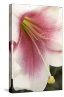 Soft Pink Lily II-Maureen Love-Stretched Canvas