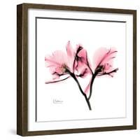 Soft Pink Orchid-Albert Koetsier-Framed Art Print