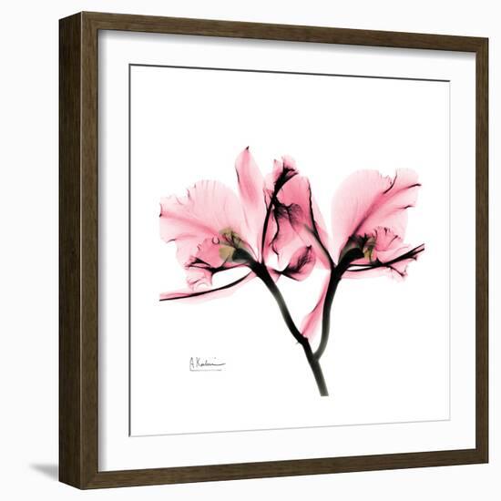 Soft Pink Orchid-Albert Koetsier-Framed Art Print