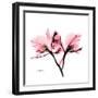 Soft Pink Orchid-Albert Koetsier-Framed Art Print