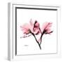 Soft Pink Orchid-Albert Koetsier-Framed Art Print