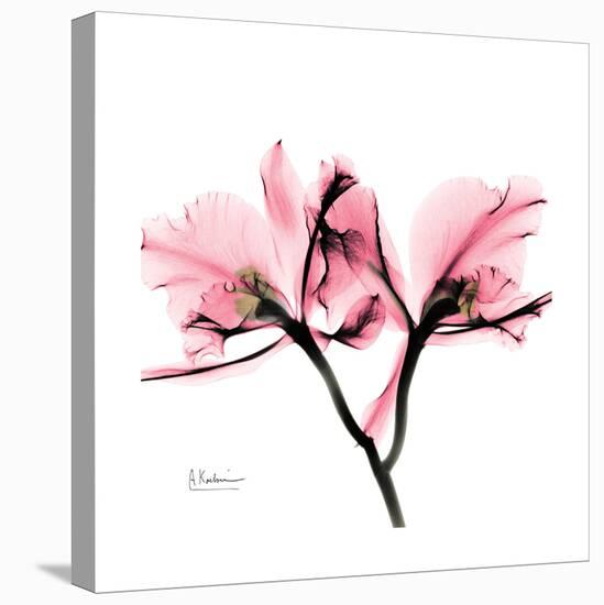 Soft Pink Orchid-Albert Koetsier-Stretched Canvas