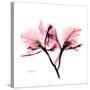 Soft Pink Orchid-Albert Koetsier-Stretched Canvas