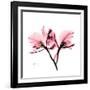 Soft Pink Orchid-Albert Koetsier-Framed Art Print