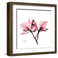 Soft Pink Orchid-Albert Koetsier-Framed Art Print