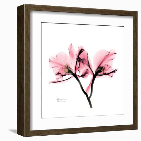 Soft Pink Orchid-Albert Koetsier-Framed Art Print