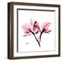 Soft Pink Orchid-Albert Koetsier-Framed Art Print