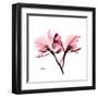 Soft Pink Orchid-Albert Koetsier-Framed Art Print