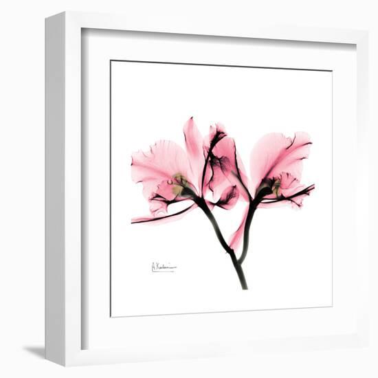 Soft Pink Orchid-Albert Koetsier-Framed Art Print