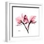 Soft Pink Orchid-Albert Koetsier-Framed Art Print