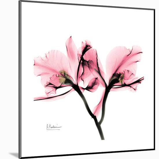 Soft Pink Orchid-Albert Koetsier-Mounted Art Print